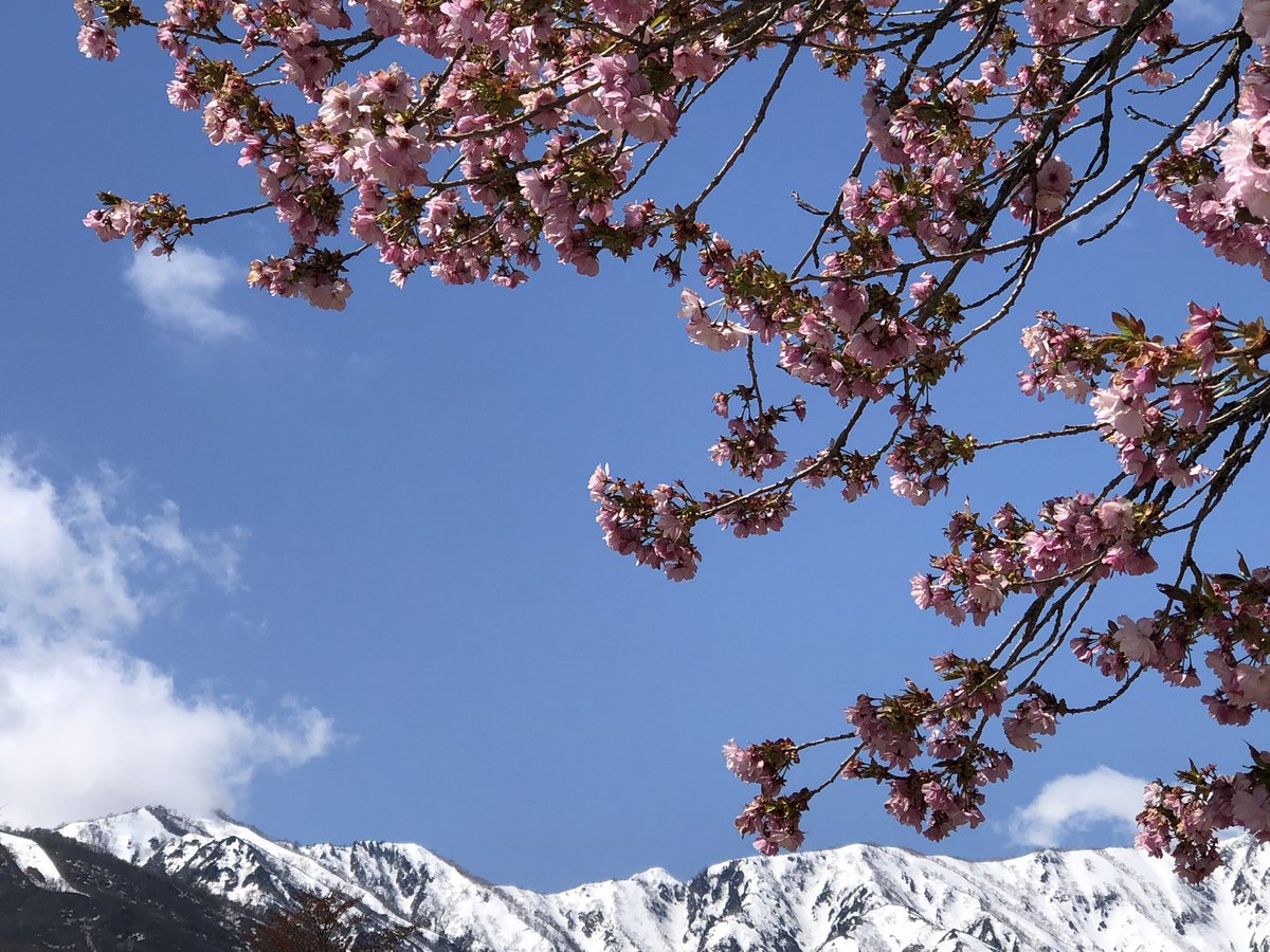 sashdaily's tweet photo. まだギリお花見できる🌸🏔 https://t.co/7Zg87U0GRc