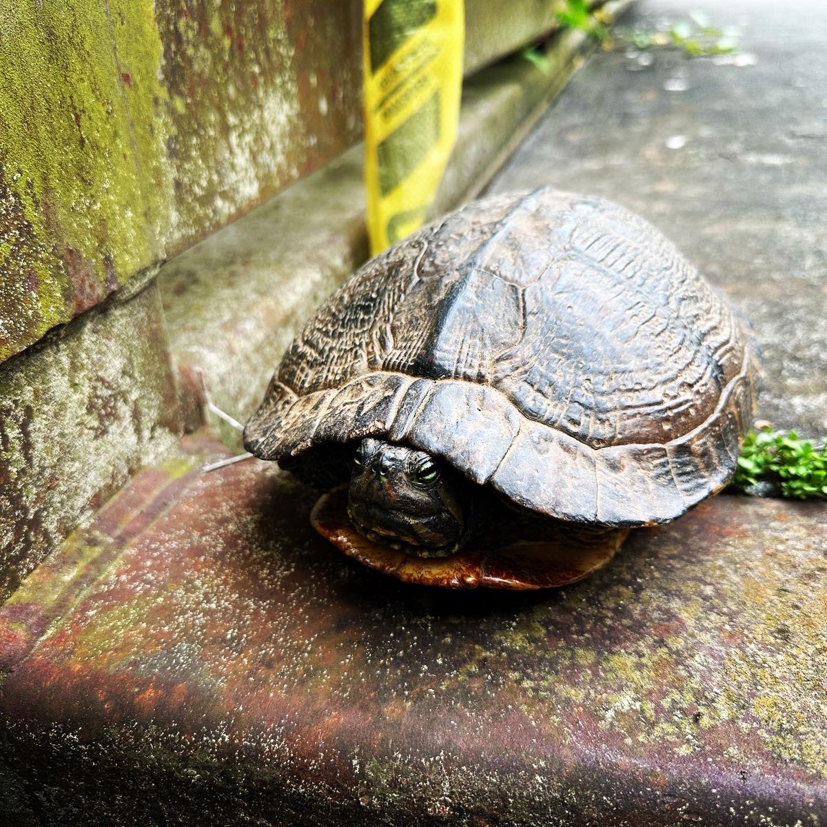 You never know what you’ll encounter while hiking and wearing your #PeakerPack! <a href="/PeakersRaleigh/">Raleigh Peakers</a> <a href="/MyPeakChallenge/">My Peak Challenge</a> <a href="/SamHeughan/">Sam Heughan</a> <a href="/naturepeakers/">Nature Peakers</a>