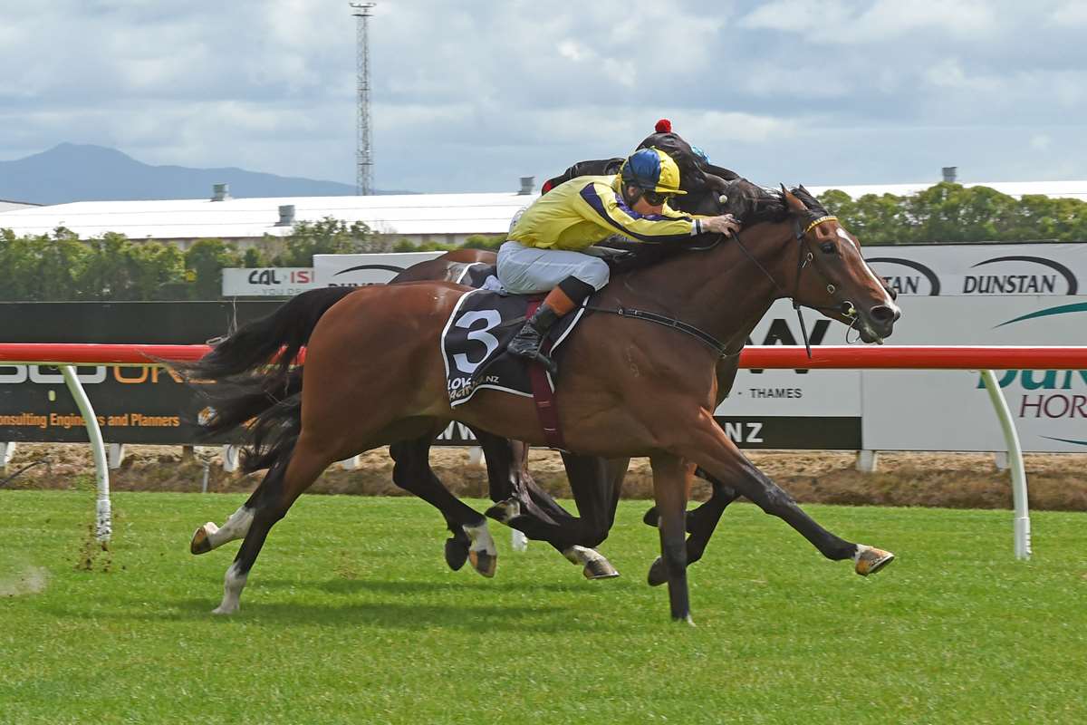 nzracingnews's tweet photo. NEWS: @WexfordStables have several of their team set to line up in Queensland over the coming days, including #Waitak who will contest the Gr.2 Queensland Guineas.
https://t.co/9KbCp8MKw6 https://t.co/bmq3JYRgtJ