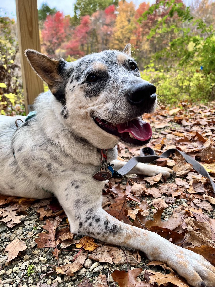 bethforbooks's tweet photo. Me: oh shoot - I just gave the pup some of the banana I’m eating forgetting I’m sick - do you think he can catch my cold? 
Husband: didn’t he lick your teeth like an hour ago? Maybe don’t worry about it? 

This menace 😂 https://t.co/SYTb4Dcdoo
