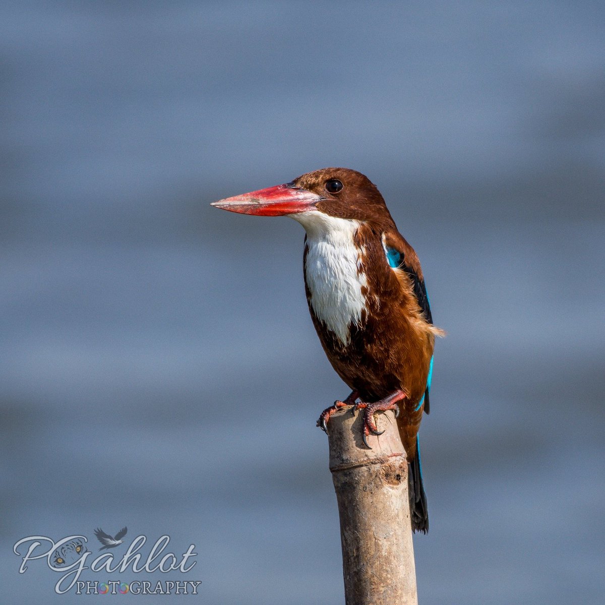 Cousin of King of Good Times
White breasted #Kingfisher

#BirdsOfTwitter #IndiAves #nature #birdphotography #ThePhotoHour #BBCWildlifePOTD #BirdsofIndia #birdwatching #twitterbirds #birdpics #Asianbirds #birds #birdsoftheworld #birdnames_en #NaturePhotograhpy  #nikonphotography