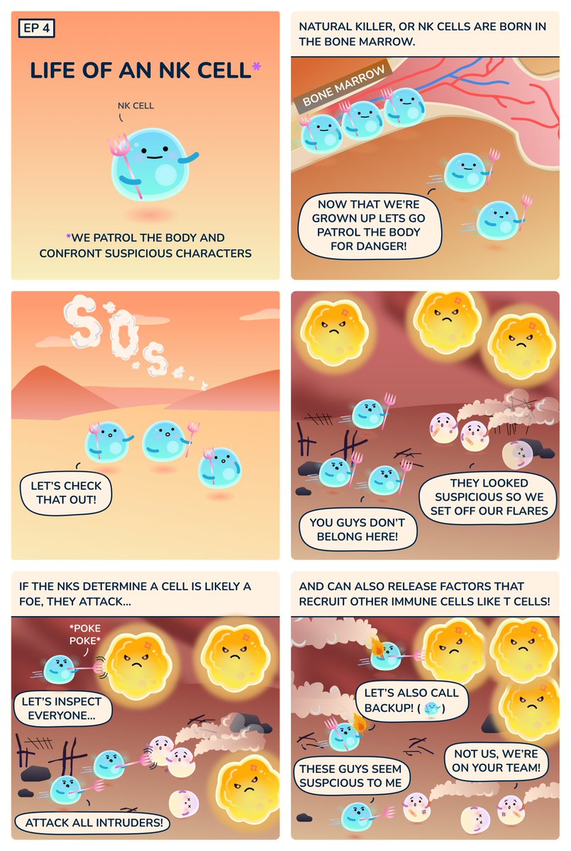 Natural Killer (#nkcells) are #immunesystem early responders. They're usually first on scene when something seems wrong. NK cells can immediately start fighting any suspicious characters and sound the alarm to attract more targeted special forces, like #tcells! #cellstories