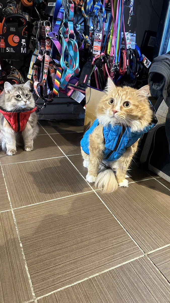 freyja_siberian's tweet photo. Play date with my furriend Rylie🐱
お友達ライリー君と✨お揃いのエアリーベストとゴーグル😎

@by_puller 

#CatsAreFamily #CatsofTwittter #siberiancat #mainecoon #barncat #rescuecats #bypuller #rexspecsk9 #猫好きさんと繋がりたい #サイベリアン #メインクーン #保護猫 #Cat https://t.co/203HzYSuUr
