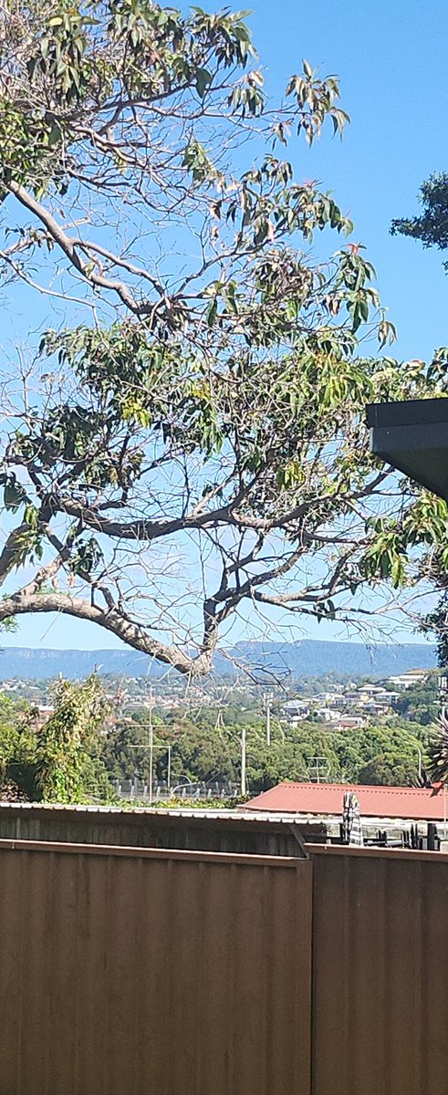 The view from my backyard right now ... glorious day here in Wollongong ..... have a great afternoon everyone #lovewhereilive #lovethegong #Illawarra #SouthCoastNSW