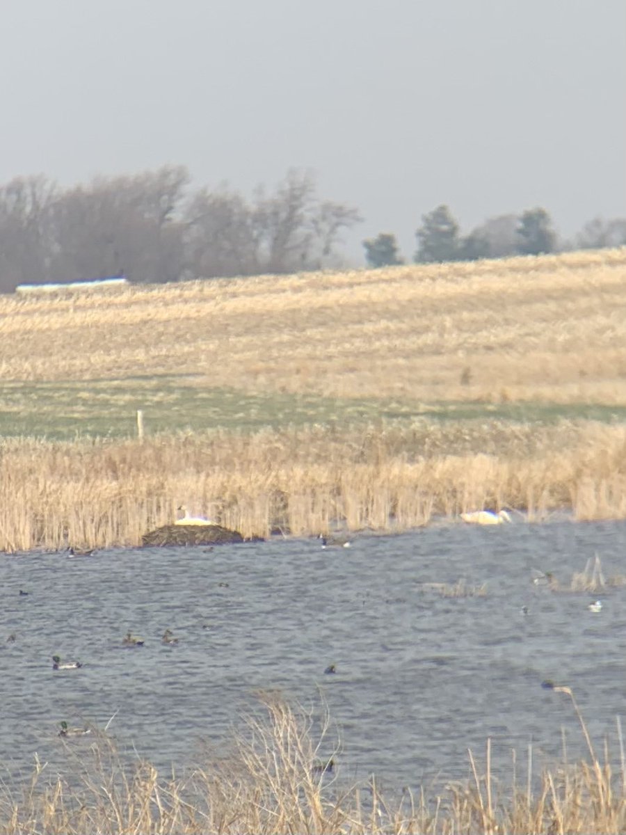 A glorious site!  Hoping for some cygnets again this year!  What a an awesome story of the return of Trumpeter Swans to Iowa. ⁦⁦<a href="/iowadnr/">Iowa DNR</a>⁩ ⁦<a href="/DucksUnlimited/">Ducks Unlimited</a>⁩