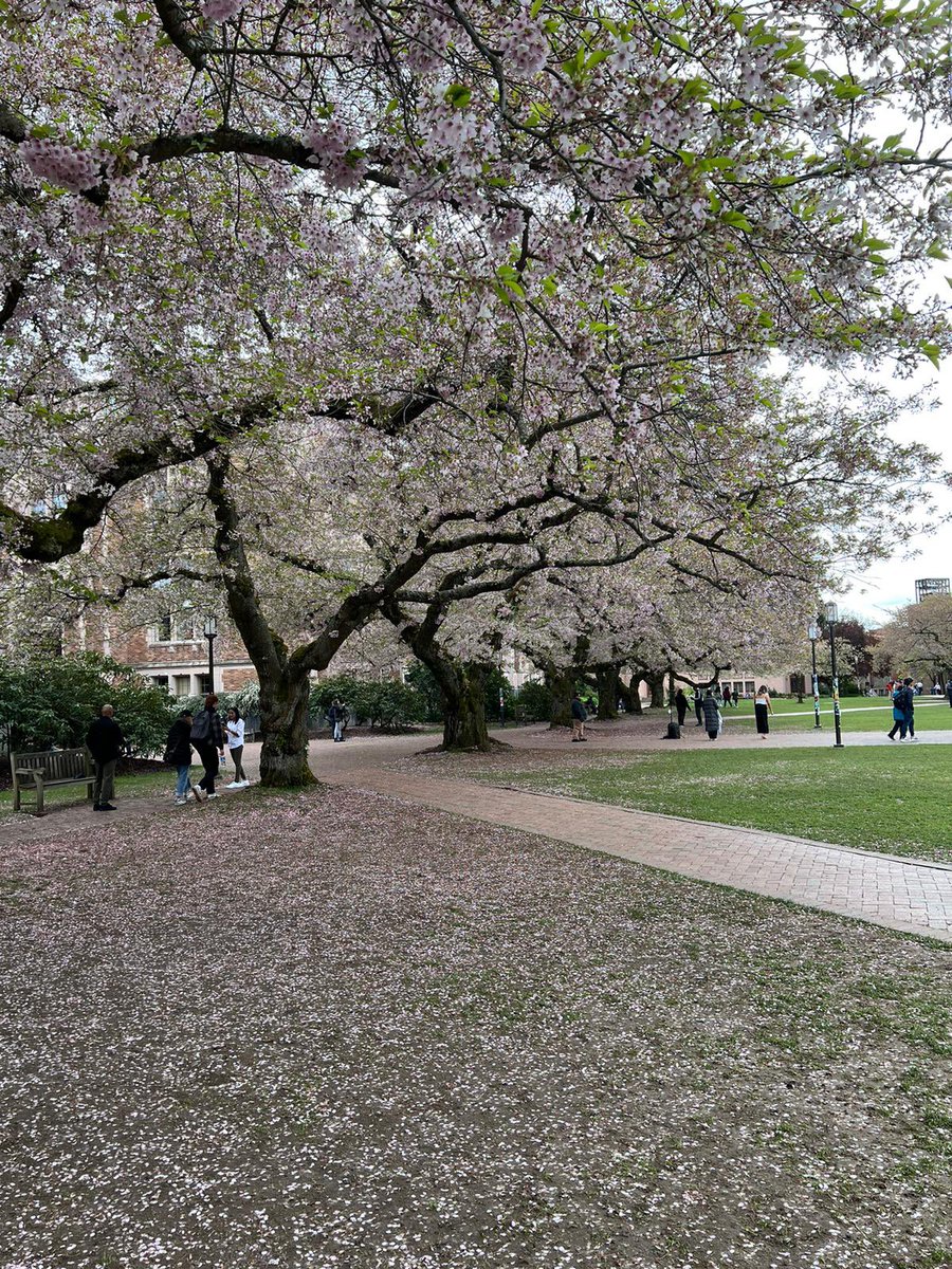peekholidays's tweet photo. Meanwhile, cherry blossom in Washington ~ I never see one yet 🥲 These were taken by my sister a few days ago. ❤️ https://t.co/461ONkoeBb