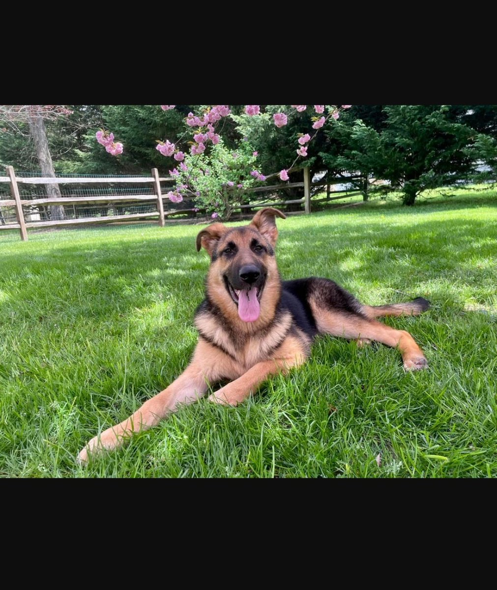 Novi is a stable, playful, and energetic girl. Clearly well socialized with people and adults, Novi is in many ways your typical, loveable ball of energy. She loves playing with her brother and still likes to know her people are close.
magsr.org/femaleadopt.ht…