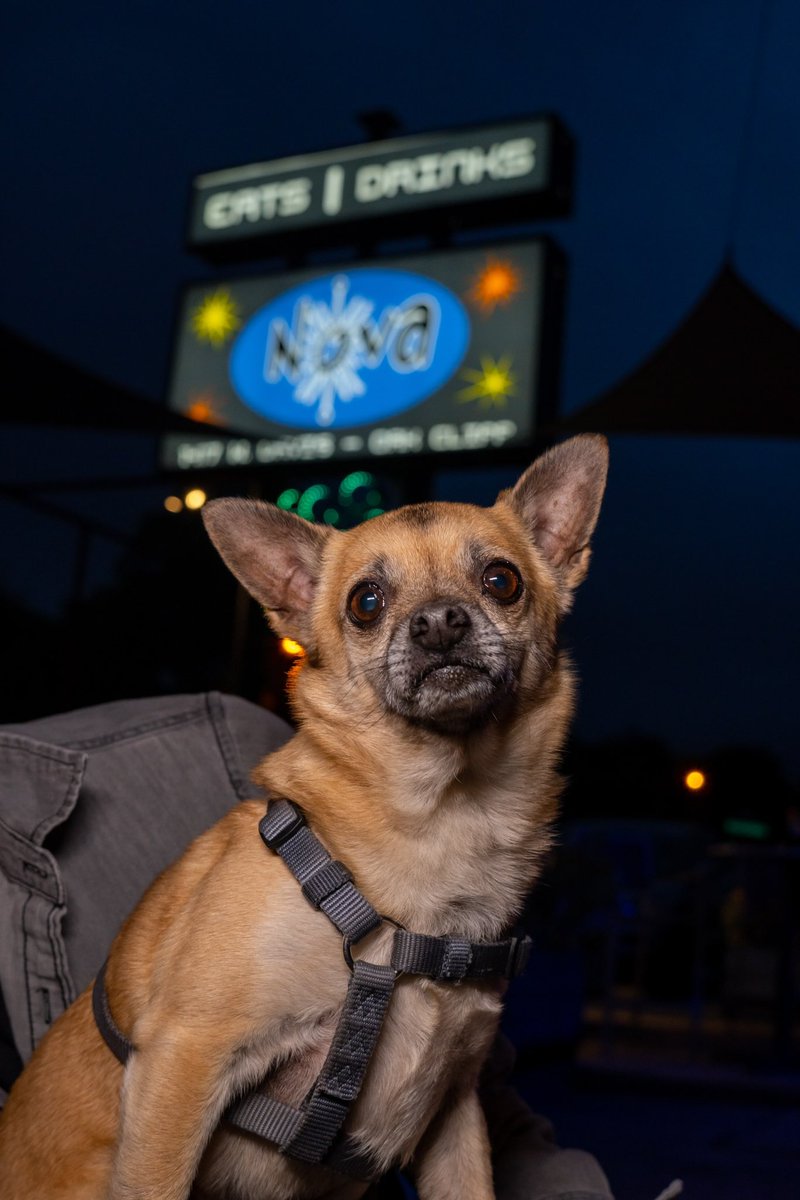 NovaDallas's tweet photo. Our love for pups is fur-real! 🫶🏽

A friendly reminder our patio is dog friendly! 🐶 

We’ll see you and your four-legged fur babies for dinner! 🥰

#novadallas #oakcliff #bishoparts https://t.co/Zr2JMkt2P4
