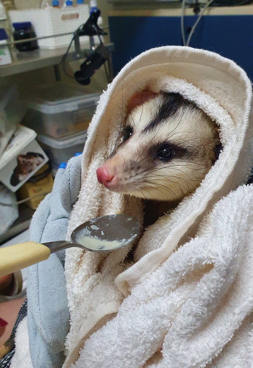 Ellas también necesitan del buen corazón de muchas personas, y que se les respeten sus derechos a la vida y el bienestar. 
Hay mucha ignorancia y las zarigüeyitas (faras) se están multiplicando en B/manga,siendo muy perseguidas. Urge campaña educativa  <a href="/CARCDMB/">CDMB</a>. ¡HAGAN ALGO!