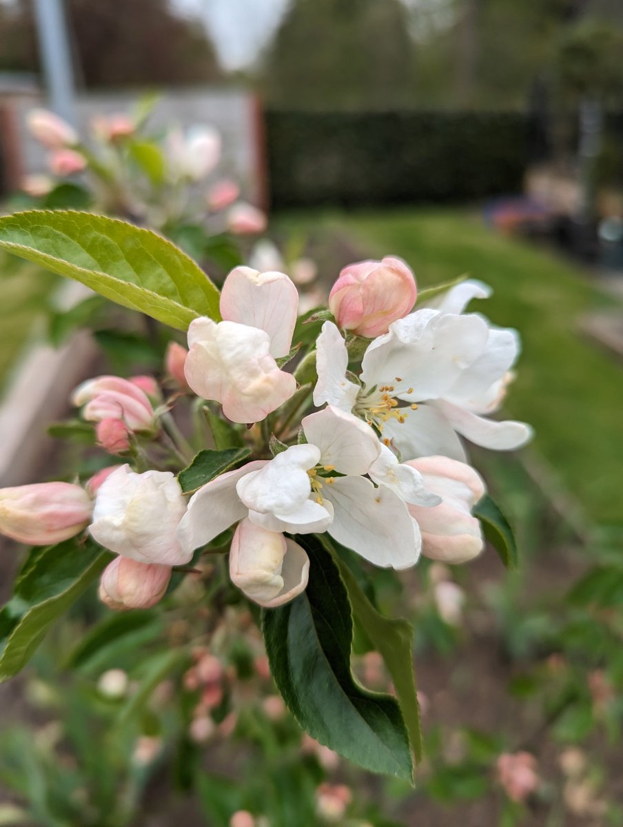 Trees, like this Crab Apple have the capacity to provide an ENORMOUS amount of food for pollinators, with pretty low levels of maintenance required. Oh, and they're bleddy beautiful too! #gardeningtwitter find a spot &amp; plant a blossoming tree! 🌳💪