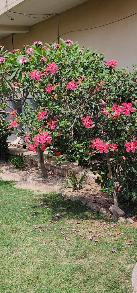 nauman_arbab's tweet photo. Boughanvilla and Hibiscus. 
A feast for the mind and eye. https://t.co/rQmKBmxEbp