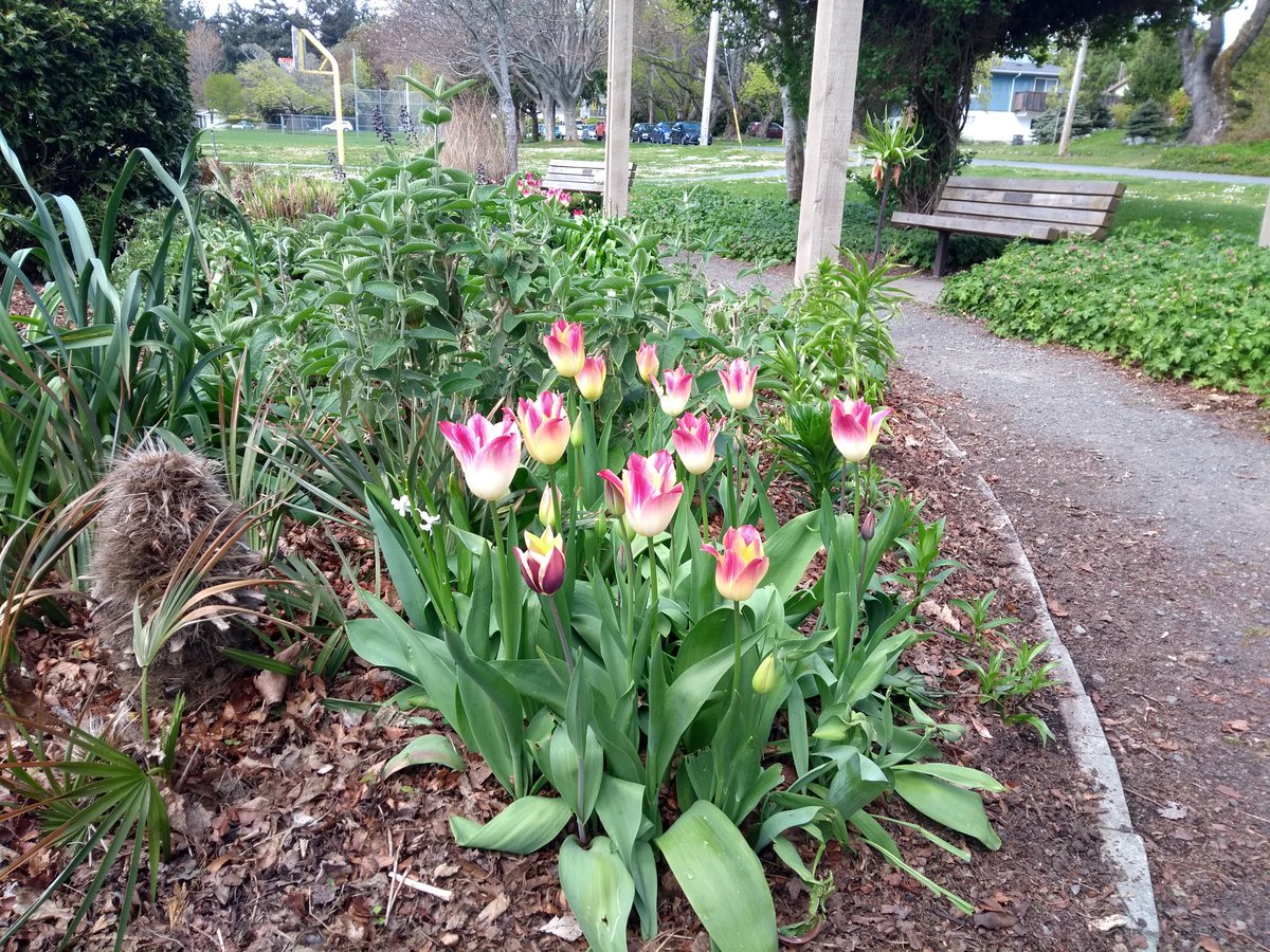 @victoriavisitor @FairmontEmpress #ExploreVictoria in Cadboro Bay