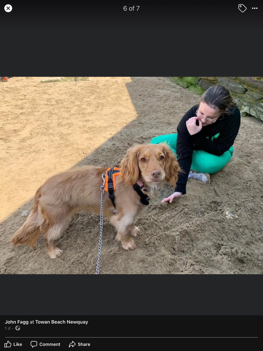 emanor's tweet image. Pups enjoying  their time in Cornwall ❤️🐾❤️🐾 @jonanor