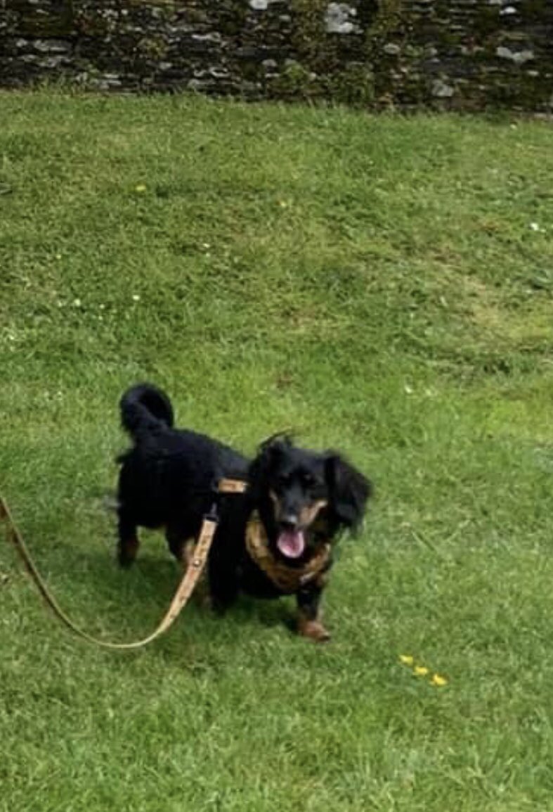 emanor's tweet image. Pups enjoying  their time in Cornwall ❤️🐾❤️🐾 @jonanor