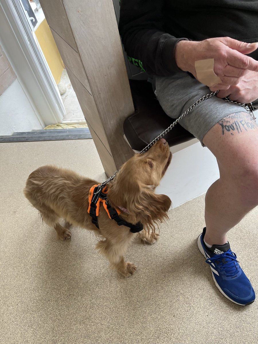 emanor's tweet image. Pups enjoying  their time in Cornwall ❤️🐾❤️🐾 @jonanor