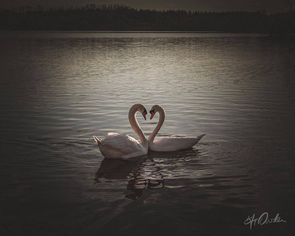 Swans 🤍 II

#scenesfrommk #theparkstrust #swan #swans #love #silhouette #swansilhouette #swansofinstagram #swansoflove❤️ #muteswan #stoplookingatmeswan #sunlight #reflectedlight #birdlife #ukbirds #uk #capturingbritain #ccexploremore #raw_allnature #… instagr.am/p/CrhzljIs9Vw/