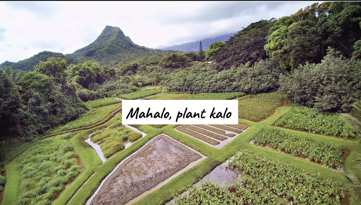 BreeeeFong's tweet photo. Kaleohano Farrant's #beautiful talk shows how we can share community voices in a meaningful way by making #storytelling of 'āina-based groups like @hookuaaina more transformative to spread #abundance and foster #biocultural stewardship
#NREMSeminar 

https://t.co/0IARcUQhpJ https://t.co/HQqq2ARx9g