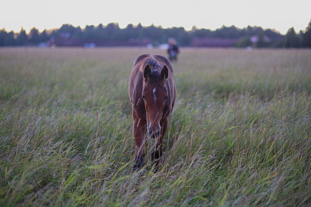 Hevosopisto Oy pyytää tarjousta säilöheinästä. 🌿
Arvioitu menekki on noin 300 000 kiloa vuodessa. Suunniteltu sopimuskausi on 12 kuukauden mittainen, minkä jälkeen on mahdollisuus 12 kuukauden optioon.

Lue lisää:
🔗hevosopisto.fi/2023/04/27/sai… 
ja jätä meille tarjous Hilman kautta🌿