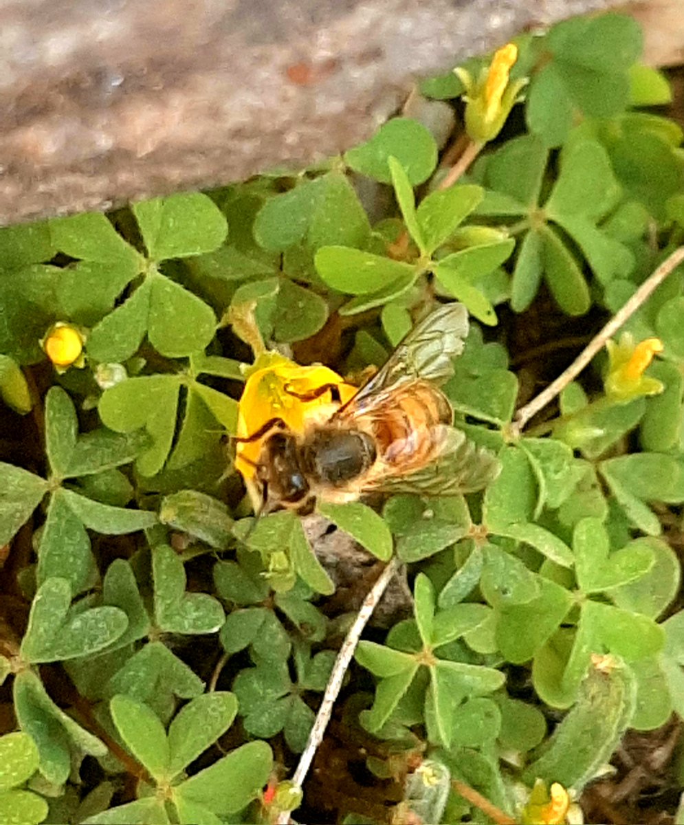 Buongiorno🌞🍀🌼