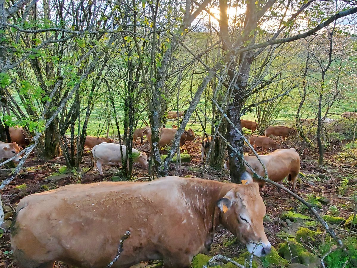 C est terrible l élevage intensif les animaux enfermés dans les bâtiments...