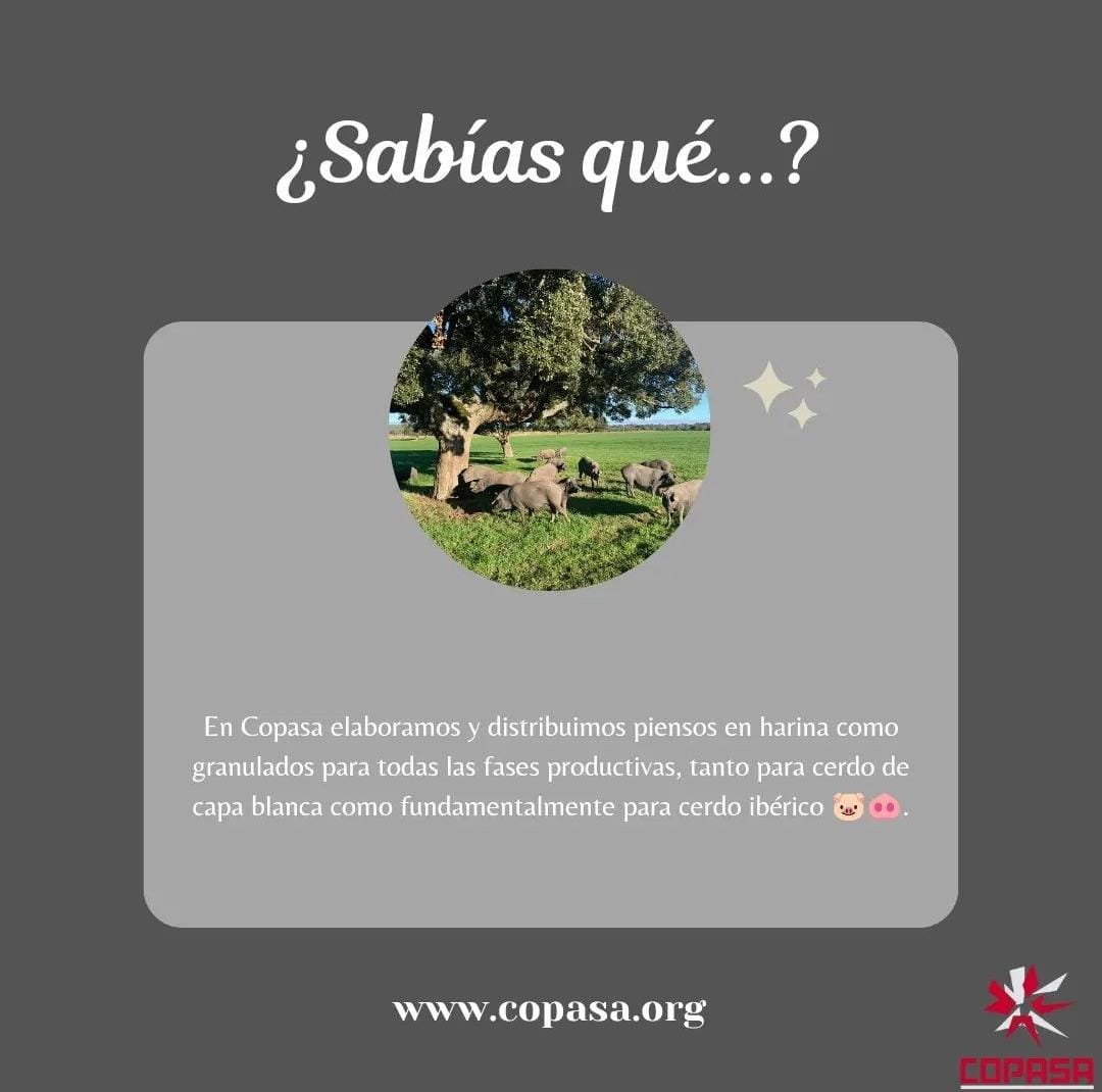 copasasalamanca's tweet photo. Nuestra sección de "¿Sabías qué...?" 🤔 ¡Esperamos que os resulte interesante! 🔝

📲 https://t.co/TrIJIyrTfJ

#elaboramos #calidad #piensos #distribuimos #harina #granulados #cerdos #copasa #Jueves #Salamanca https://t.co/VIWZwNfDKr