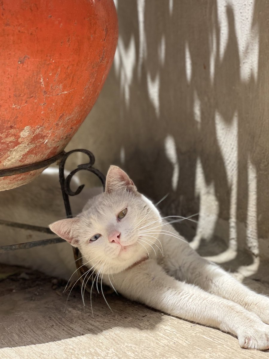 casiandreaa's tweet photo. Hoy no solo envenenaron a mi gatita, envenenaron a un integrante de mi familia, un ser vivo! Que tan poco corazón deben de tener!!! https://t.co/qEYgUdiDKU