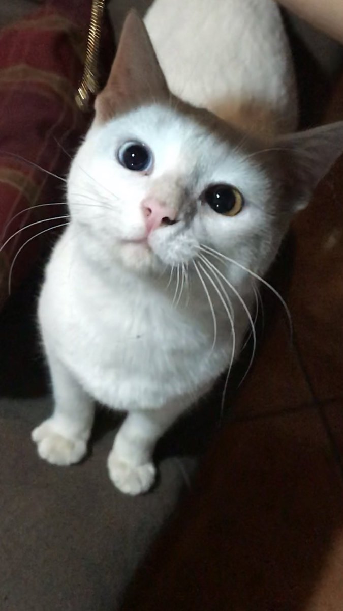 casiandreaa's tweet photo. Hoy no solo envenenaron a mi gatita, envenenaron a un integrante de mi familia, un ser vivo! Que tan poco corazón deben de tener!!! https://t.co/qEYgUdiDKU