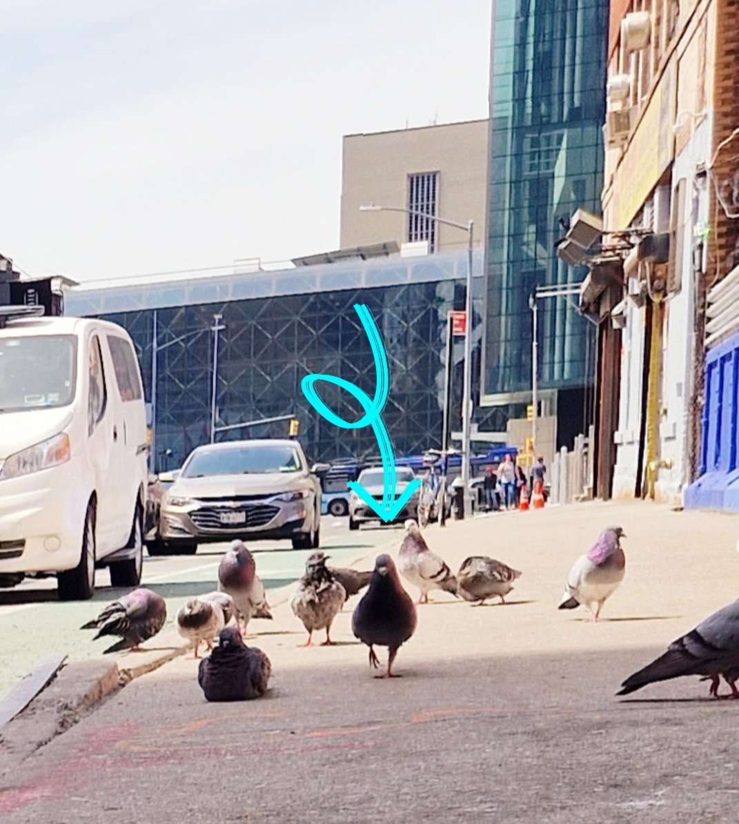 R1chardMarshall's tweet photo. @pigeonsofny_nft @NFT_NYC The only time I felt intimidated in New York was seeing this absolute powerhouse strutting towards me - made a sharp exit before things turned ugly!! https://t.co/JJN0SQQimY