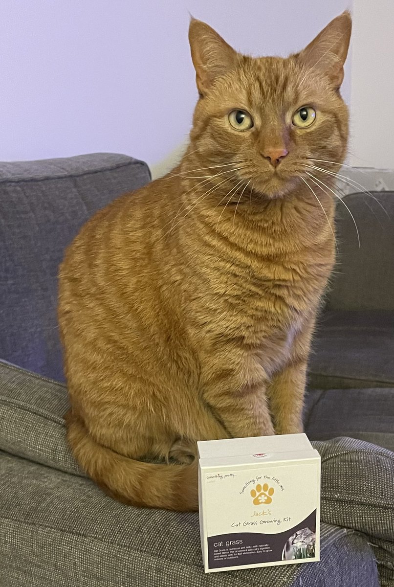 JacK_GingerCat's tweet photo. Morning chums! WOW! Look what I’ve got! 😻
Humans colleague sent me a personalised gift - my own cat grass growing kit! 🪴
I couldn’t wait to start planting! 🌱Paw-fives to all.
Jack 🐾🐾
#SomethingPretty
#CatsOfTwitter https://t.co/1ih1v1DnEb
