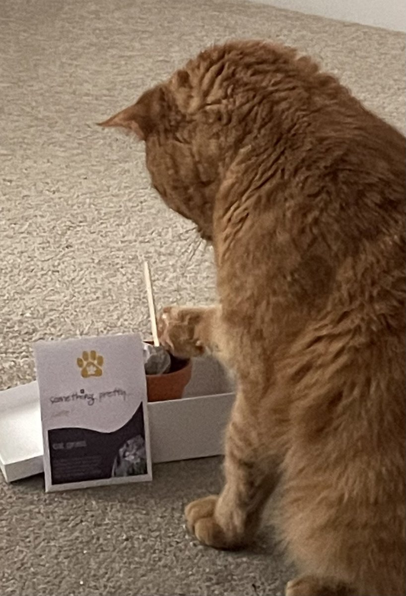 JacK_GingerCat's tweet photo. Morning chums! WOW! Look what I’ve got! 😻
Humans colleague sent me a personalised gift - my own cat grass growing kit! 🪴
I couldn’t wait to start planting! 🌱Paw-fives to all.
Jack 🐾🐾
#SomethingPretty
#CatsOfTwitter https://t.co/1ih1v1DnEb