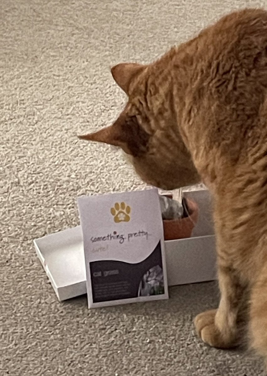 JacK_GingerCat's tweet photo. Morning chums! WOW! Look what I’ve got! 😻
Humans colleague sent me a personalised gift - my own cat grass growing kit! 🪴
I couldn’t wait to start planting! 🌱Paw-fives to all.
Jack 🐾🐾
#SomethingPretty
#CatsOfTwitter https://t.co/1ih1v1DnEb
