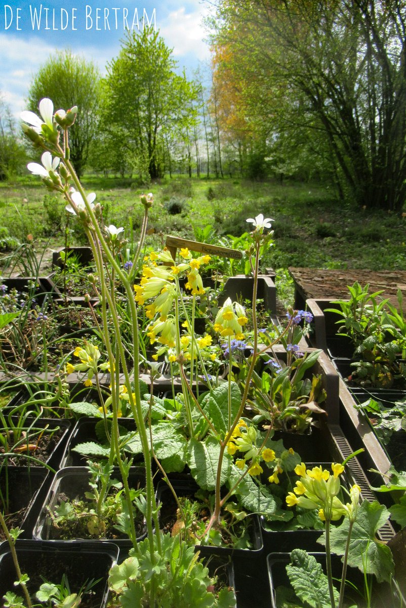 DeBiezen_76's tweet photo. Vandaag is de #WildeBertram geopend van 12-18 u voor de verkoop van kruiden en inheemse planten. Met vandaag een #knolsteenbreekaanbieding zie https://t.co/3HZoh8iVwf voor meer info #ecologischetuin #tuinierenmetwildeplanten #eetbareplanten 🌿 https://t.co/yVal25gwEW