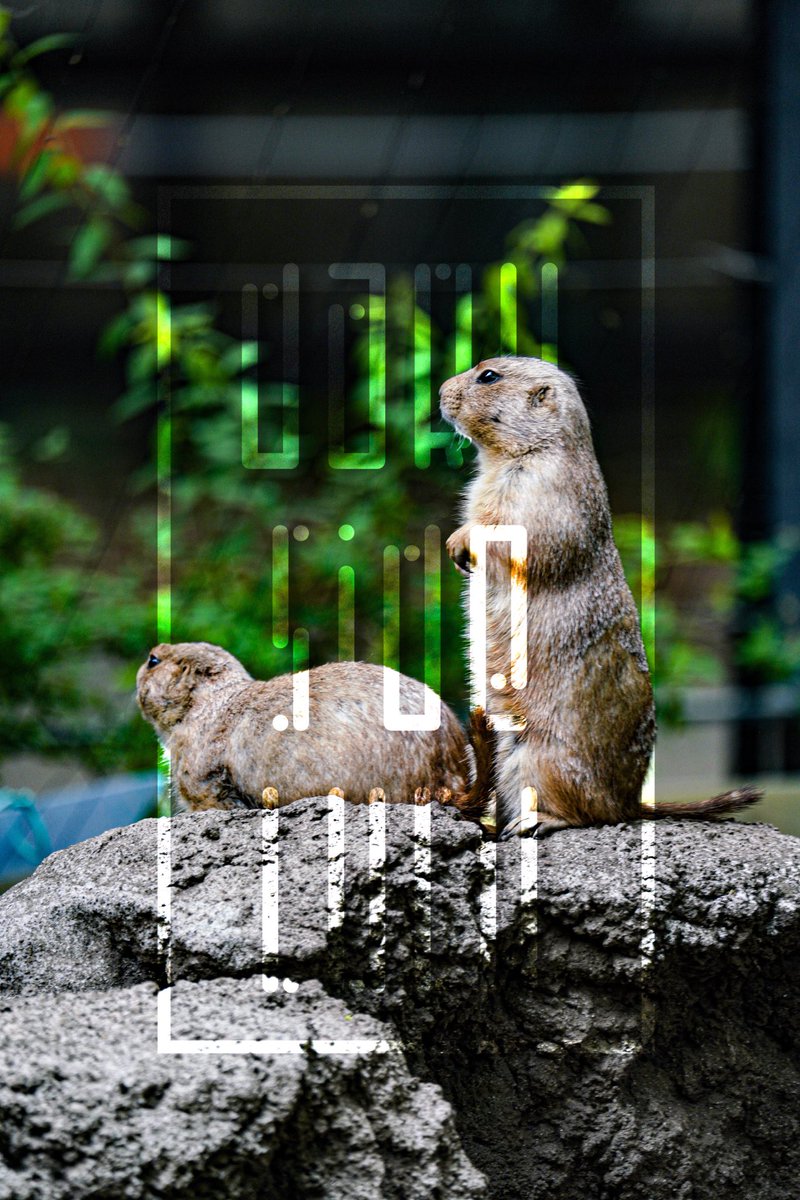 プレーリードッグしか勝たん。
.
#動物園巡り #プレーリードッグ #動物好き #zoo #animal