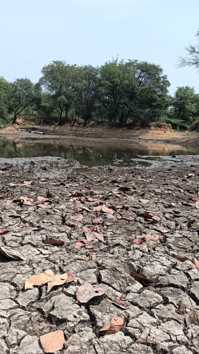 pg_photographie's tweet photo. A beautiful waterbody in Sec-23 Dwarka, Delhi dried up.
Many birds and nearby animals were dependent upon this.

Can anyone do anything @official_dda @ArvindKejriwal @LtGovDelhi @PMOIndia @MoJSDoWRRDGR 

#waterbody #helpinghand #conservation https://t.co/lGUtyGMB0W