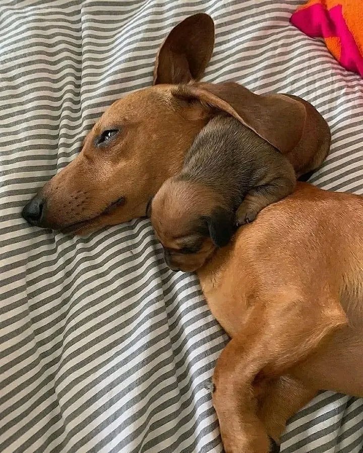 Mom and Baby 🥰
#reels #video #dachshund #dachshundsofinstagram #dachshundoftheday #dachshundlove #dachshunds