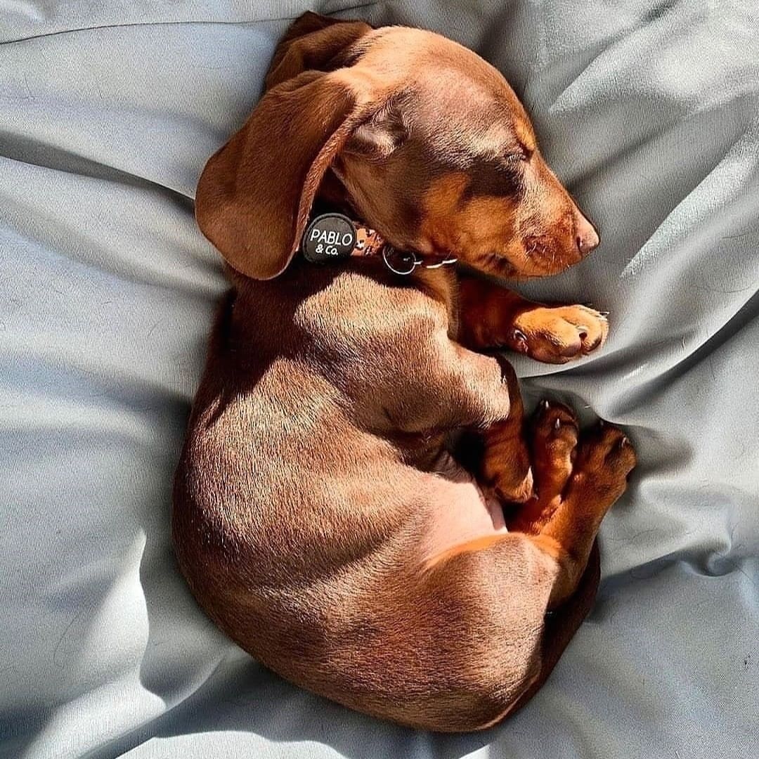 #dachshund #dachshundsotwitter #dachshundlove #dachshundpuppy #dachshundoftheday #miniaturedachshund #minidachshund #dachshunds #dachshundappreciation #dachshundlife #dachshundsonly #dachshund_love #dachshunddaily #dachshund_world