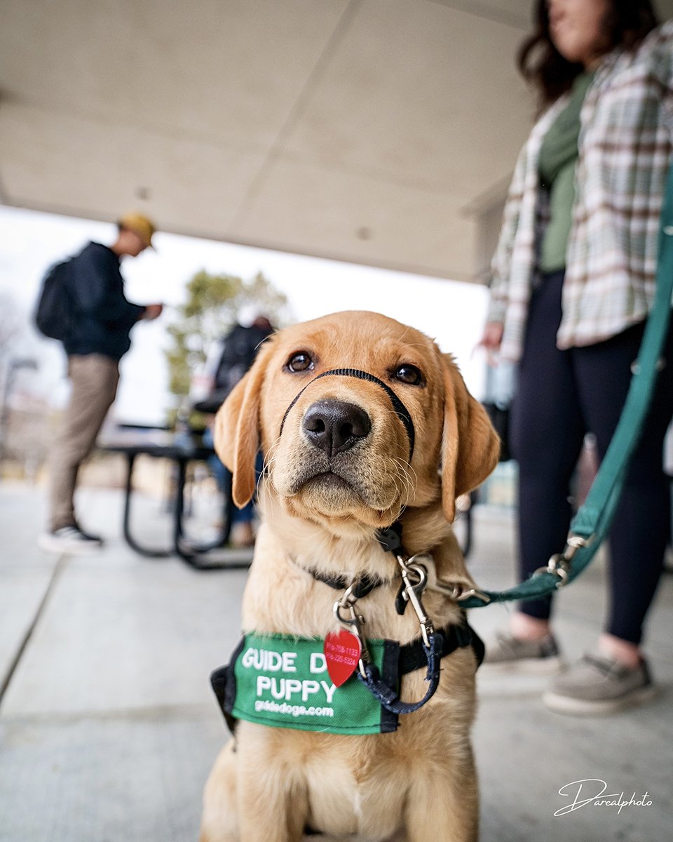 ERAUPrescott's tweet image. It is #InternationalGuideDogDay! Let&apos;s take a moment to highlight student Mallory Jones (&apos;23) with Nerissa (age 18 weeks) the guide dog in training! 🐾 

Special thanks to @darealbrianpark for the great photos! Read more: bit.ly/3HrWB8X #GoERAU #guidedogsfortheblind