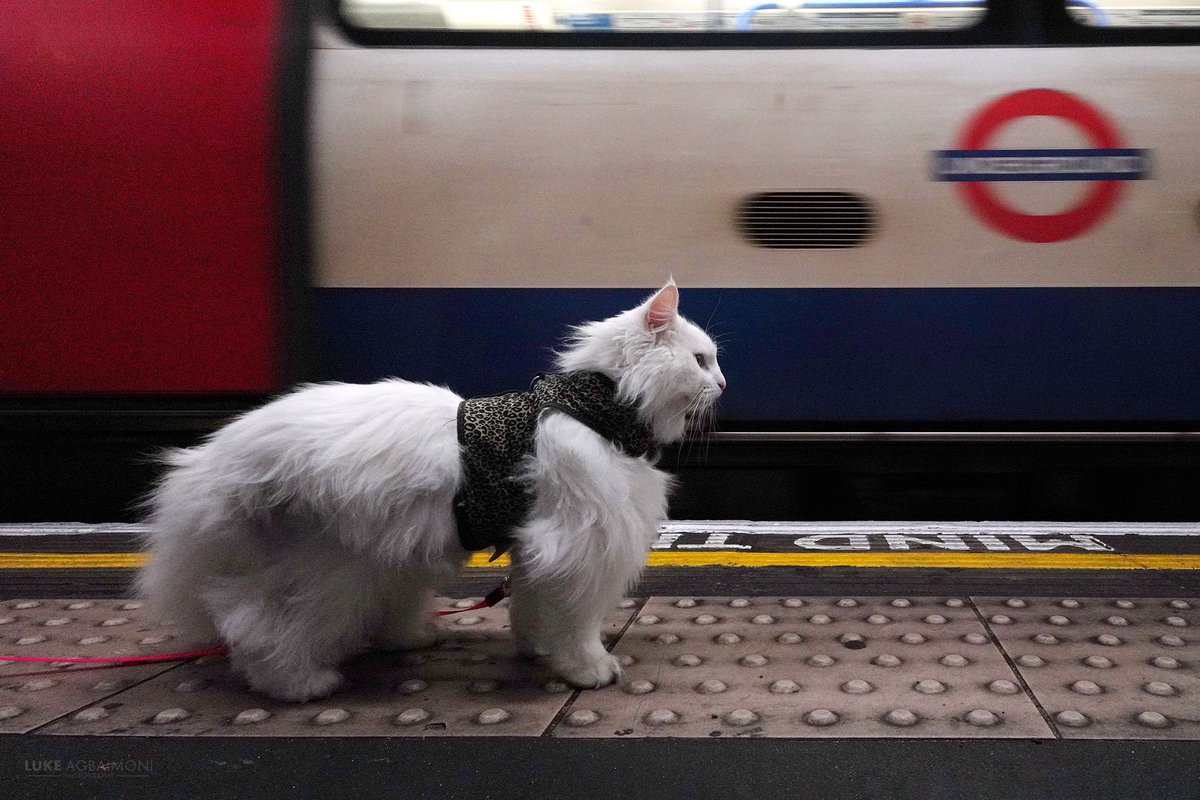 tube-mapper-luke-agbaimoni-on-twitter-rt-tubemapper-a-cat-on-the