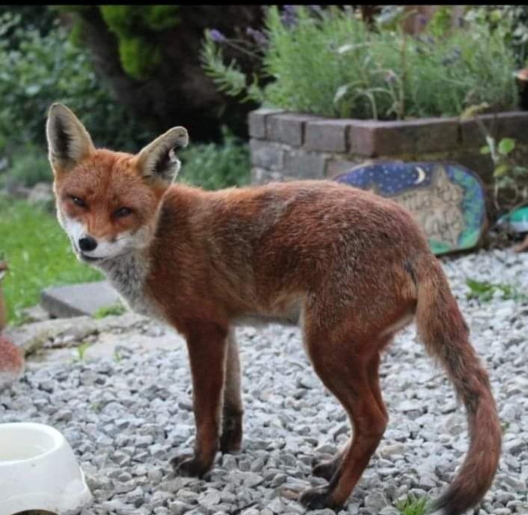 Squinty smile, this vixen disappeared nearly two year ago, I miss her 💔🦊 #FoxOfTheDay #lovefoxes #foxes #britishwildlife @ChrisGPackham @zebsoanes @MeganMcCubbin @AldridgePhoto