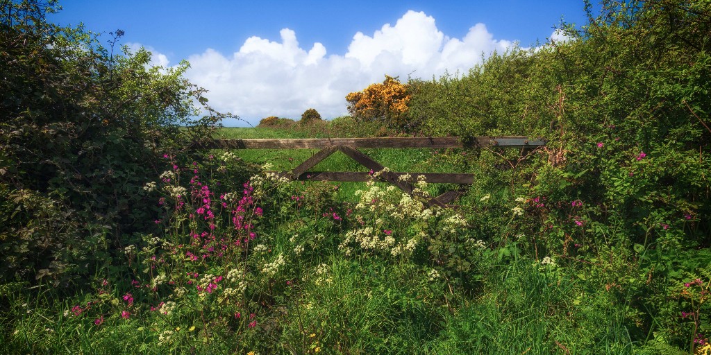 📣Last chance! #GreenMatchFund
Hedgerows are vital, biodiverse habitats & we're dedicated to restoring them across the country to keep thousands of species safe 🌳🌳 Thanks to @OMaraBooks for making this campaign possible. 👉donate.biggive.org/campaign/a0569…
📸 P. Nash