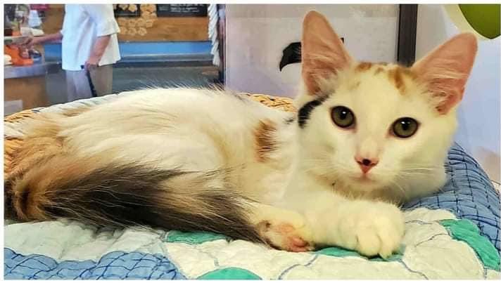 ToebeanBrigade's tweet photo. 🐾 The babiest of pictures 🐾

Did your cats have different names before they were adopted?  Or did you keep their names? 

💚 Loki was “Marshmallow”
🩷 Freyja was “ Penny”
💛 Dandelion was “ Camomile”
🩵 Gatsby was “ Butters”

#cats #CatsAreFamily #catsoftwitter #catsontwitter https://t.co/v2drTCn6fx