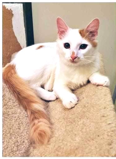 ToebeanBrigade's tweet photo. 🐾 The babiest of pictures 🐾

Did your cats have different names before they were adopted?  Or did you keep their names? 

💚 Loki was “Marshmallow”
🩷 Freyja was “ Penny”
💛 Dandelion was “ Camomile”
🩵 Gatsby was “ Butters”

#cats #CatsAreFamily #catsoftwitter #catsontwitter https://t.co/v2drTCn6fx