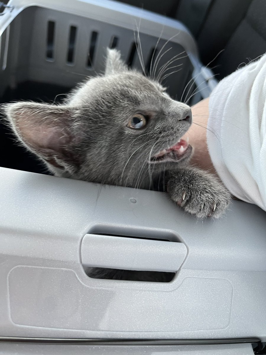 ToebeanBrigade's tweet photo. 🐾 The babiest of pictures 🐾

Did your cats have different names before they were adopted?  Or did you keep their names? 

💚 Loki was “Marshmallow”
🩷 Freyja was “ Penny”
💛 Dandelion was “ Camomile”
🩵 Gatsby was “ Butters”

#cats #CatsAreFamily #catsoftwitter #catsontwitter https://t.co/v2drTCn6fx