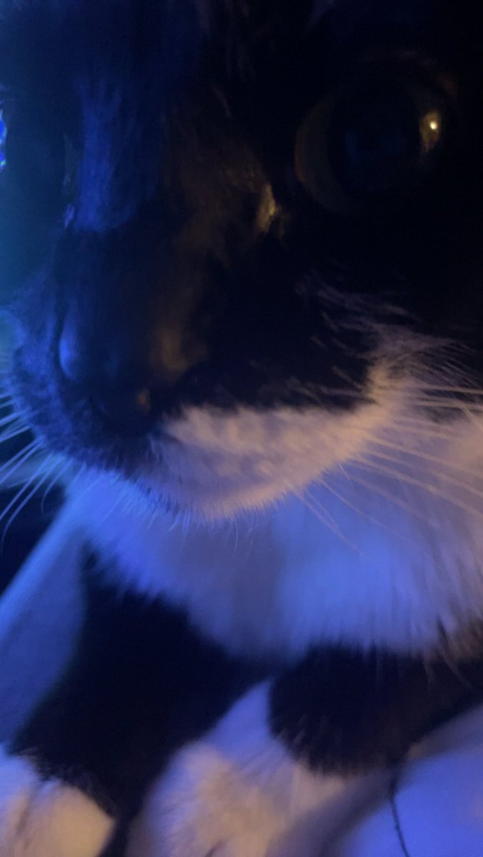shiiiidekman's tweet photo. @CATBRAINCELL https://t.co/n6aYycJB4U