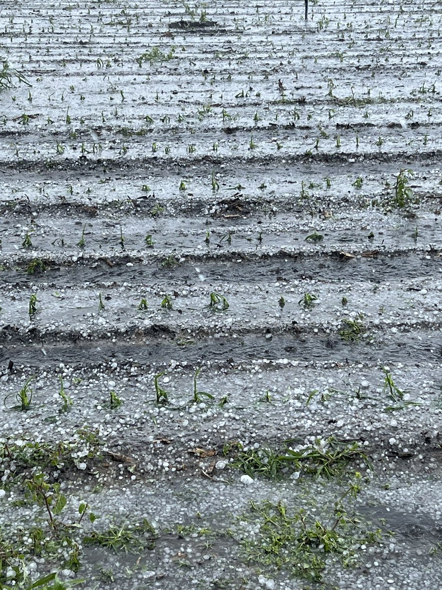 Rough day in the corn patch today. Got to this farm the same time the hail did.  Only farm I know of in this area that was hit.  V4 corn