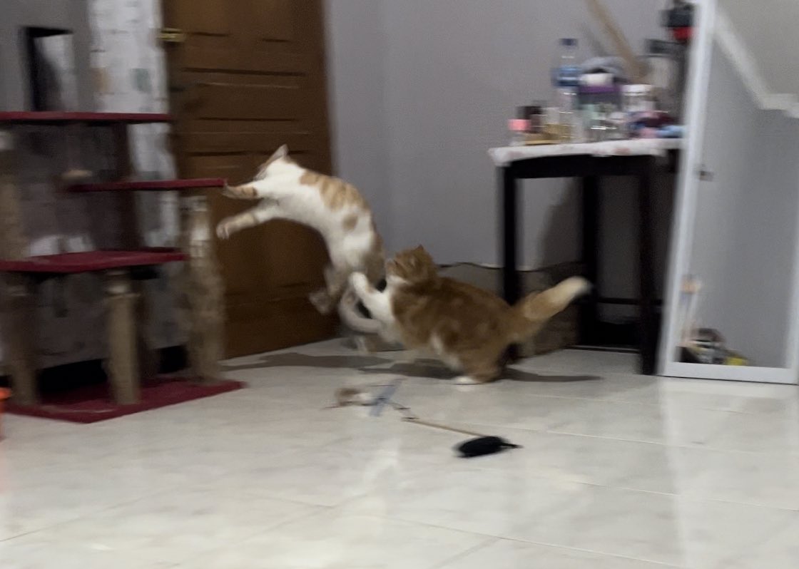 kochengfs's tweet photo. "Kcgnya gendut2 ya, pasti kerjaannya makan &amp; tidur. Introvert nih, tenang bgt hidup km ngurusin 🐈‍⬛ kalem, diem, dan manutan"

Me : gk tau aje lu bang kelakuannya saban hari kyk abis makan petasan 😭 https://t.co/WhHuiwoLy8