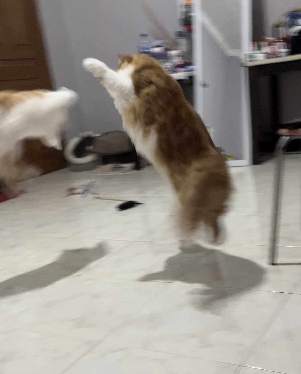 kochengfs's tweet photo. "Kcgnya gendut2 ya, pasti kerjaannya makan &amp; tidur. Introvert nih, tenang bgt hidup km ngurusin 🐈‍⬛ kalem, diem, dan manutan"

Me : gk tau aje lu bang kelakuannya saban hari kyk abis makan petasan 😭 https://t.co/WhHuiwoLy8