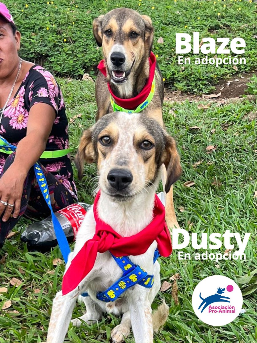 Proanimal_gt's tweet photo. #SoyProAnimalGt

#MiércolesDeGalanes con los hermanos Blaze y Dosty.

📷 Blaze 
📷 Dosty 
#EnAdopcion 
#Machos 

Para adoptar a estos hermanos de año y medio, envia un mensaje en privado o escribe al correo proanimalgt@gmail.com

#YoAdoptoEnProAnimalGt 
#Guatemala https://t.co/I4AJwrsYCW