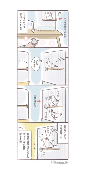 喧嘩はするけれど、2号が見えなくなると心配して呼び鳴きする1号
#文鳥 
#4コマ漫画 

*過去作ダウンロードできます!(固定ツイート参照) 