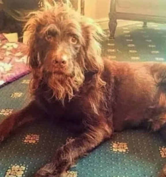 El_Camotes's tweet photo. El perro sefirot no existe el perro sefirot 👇🏼 https://t.co/4Tuptfix8C